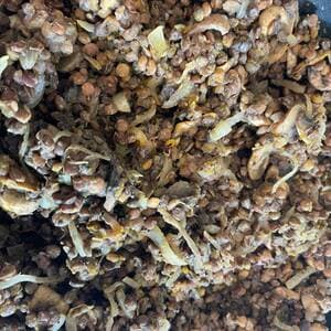 Lentil Stew